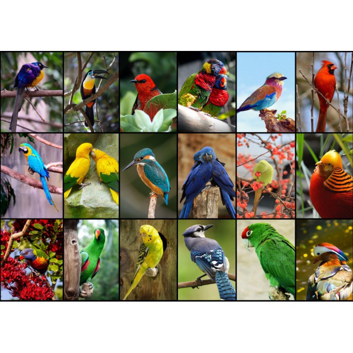 Puzzle Grafika-F-30101 Collage - World's Most Beautiful Birds