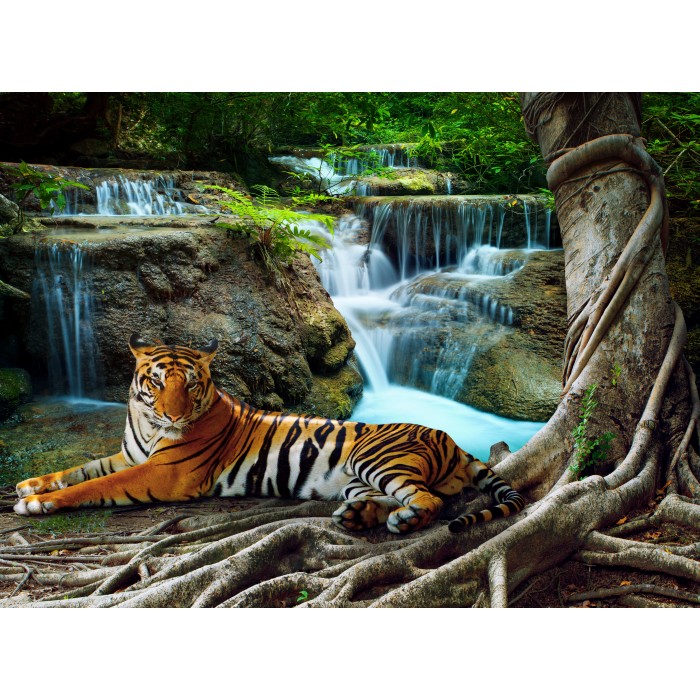 Puzzle  Grafika-F-30427 Tiger