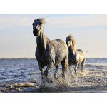 Puzzle  Grafika-F-30465 Horses