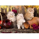 Puzzle  Grafika-F-32639 Chats Persans