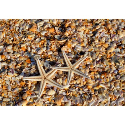 Puzzle Grafika-F-32804 Shells and Starfish