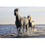 Puzzle  Grafika-F-32806 Horses