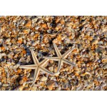 Puzzle   Shells and Starfish
