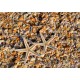 Shells and Starfish