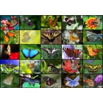 Puzzle  Grafika-T-00623 Collage - Butterflies