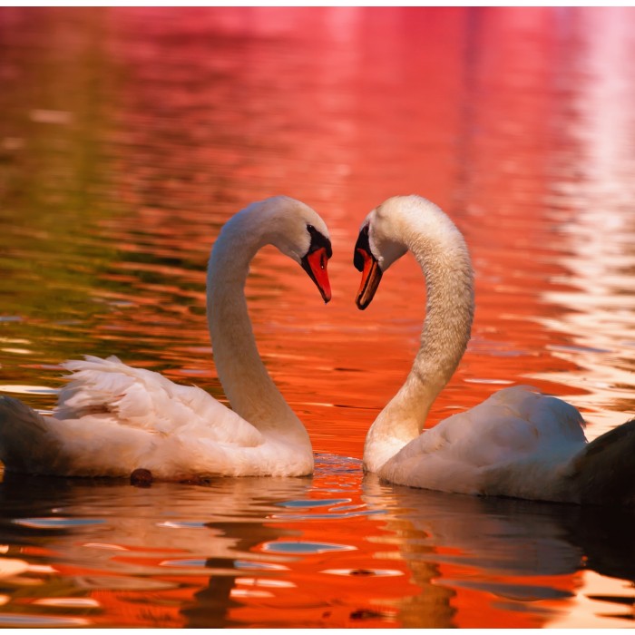 Puzzle Grafika-T-02336 Swans