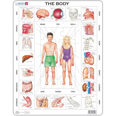 Larsen-OB1-FR Frame Puzzle - Our Body (in French)