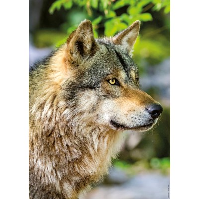 Puzzle European Grey Wolf Nathan-01146 1000 pieces Jigsaw Puzzles ...