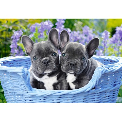 Puzzle French Bulldog Puppies Castorland-104246 1000 pieces Jigsaw ...