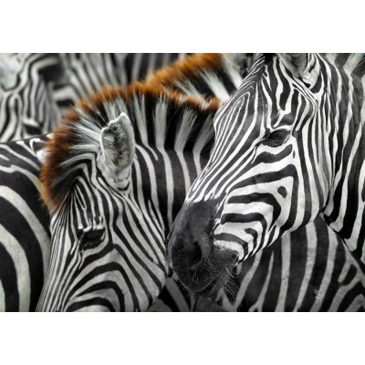 Puzzle Zebras Enjoy-Puzzle-2103 1000 pieces Jigsaw Puzzles - Other ...