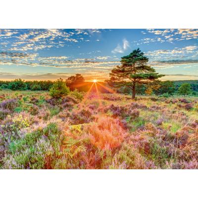 Puzzle Sunset on the Heath Schmidt-Spiele-59768 1000 pieces Jigsaw ...