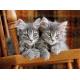 Gray Kittens on the chair