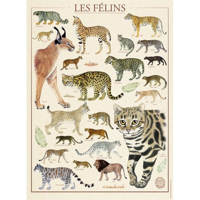 Felines - National Museum of Natural History