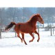 Horse in the Snow