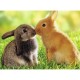 Rabbit Kisses