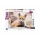 Wild Life Collection - Little Fox