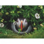 Puzzle   Puffin Chick