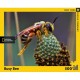 XXL Pieces - Busy Bee