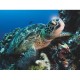 XXL Pieces - Green Sea Turtle