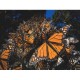 XXL Pieces - Monarch Butterflies
