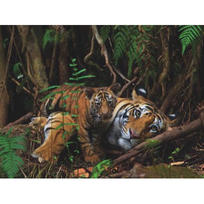 Puzzle New-York-Puzzle-NG1986 Mother Tiger and Cub