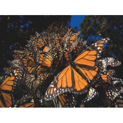 Puzzle New-York-Puzzle-NG1987 XXL Pieces - Monarch Butterflies
