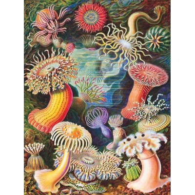 Puzzle New-York-Puzzle-PD1921 Vintage Images - Sea Anemones