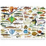 Puzzle  New-York-Puzzle-PD636 Fish - Poissons