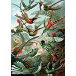 Puzzle  Piatnik-5528 HAECKEL - COLIBRIS