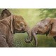Nico Bulder: Baby Elephants