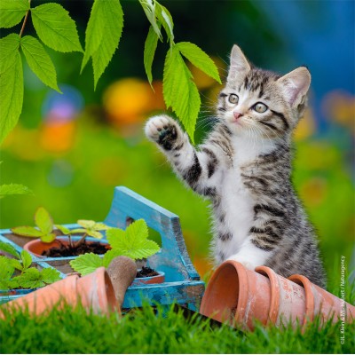 Ravensburger-08046 3 Puzzles - Kittens