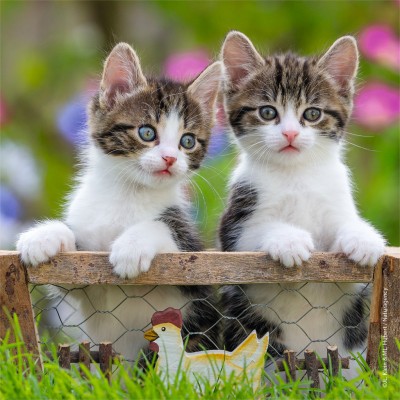 Ravensburger-08046 3 Puzzles - Kittens