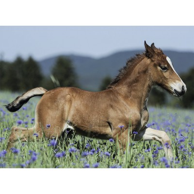 Puzzle Ravensburger-10024 A Foal in the Meadow