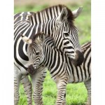 Puzzle  Ravensburger-12948 XXL Pieces - Zebras