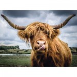 Ravensburger-13273 Puzzle Moment - Highland Cattle