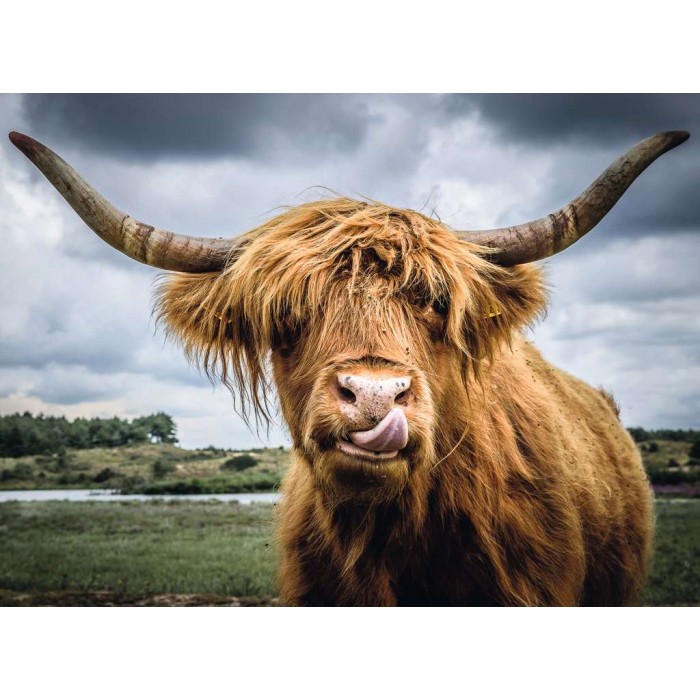 Puzzle Moment - Highland Cattle