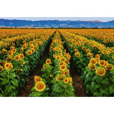 Puzzle Ravensburger-15288 Field of Sunflowers