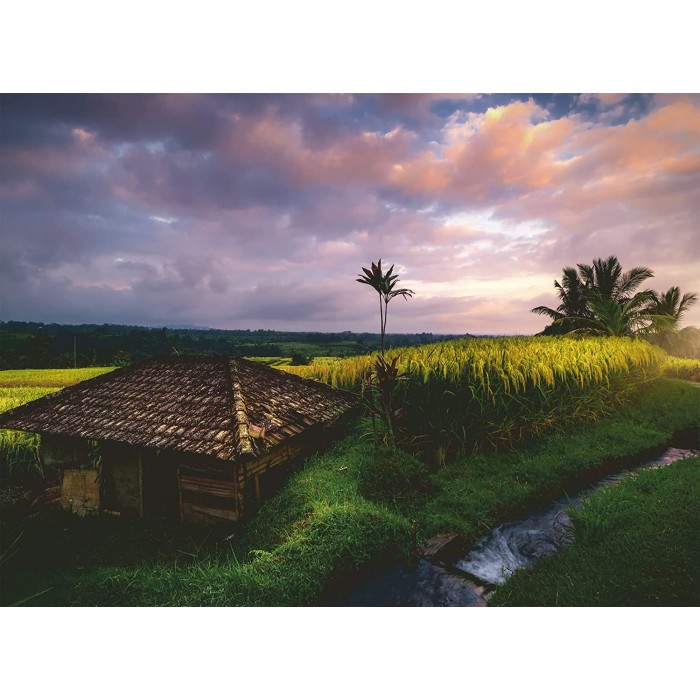 Nature Edition - Rice fields in northern Bali