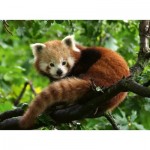 Puzzle  Ravensburger-17381 Cute red panda