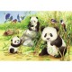 2 puzzles - Cute Koalas and Pandas