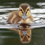 Puzzle   Baby Duck
