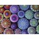 Colorful Sea Urchins