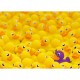 Ducks