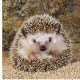 Jigsaw Puzzle - 500 Pieces - Square - Cute Hedgehog