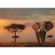 Nature Edition No 13 - Elefant in Masai Mara Nationalpark