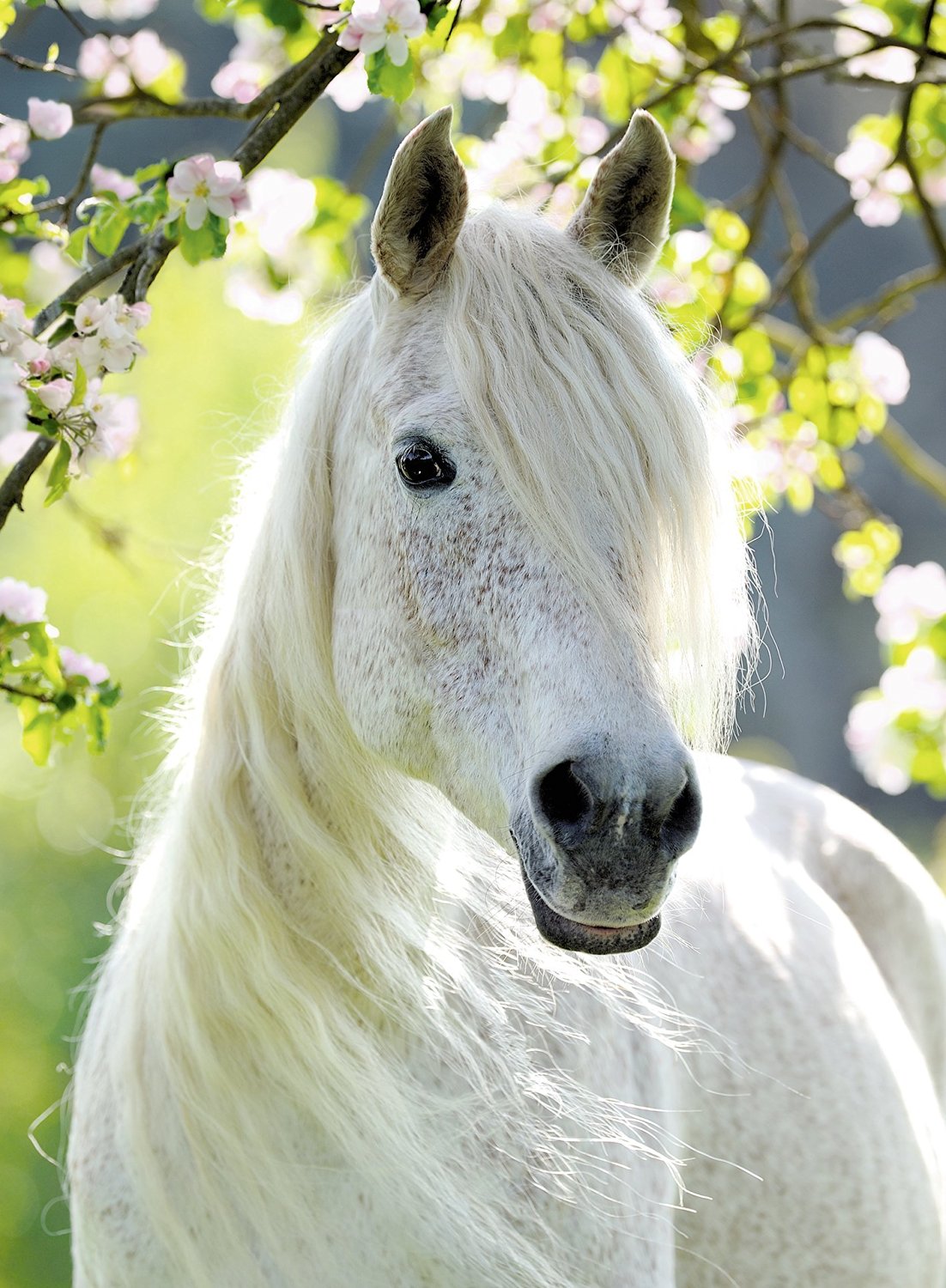 Белоснежные лошадки. Белая лошадь. Красивые лошадки. Очень красивые лошади. Красивая белая лошадь.