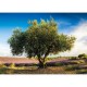Olive Tree in Provence