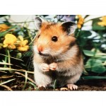 Puzzle   Hamster