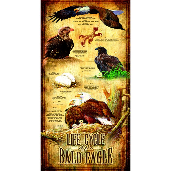 XXL Pieces - Life Cycle of the Bald Eagle