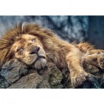  Sleeping Lion 